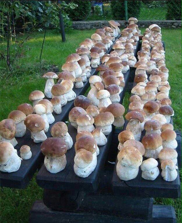 Фото грибов в домашних условиях