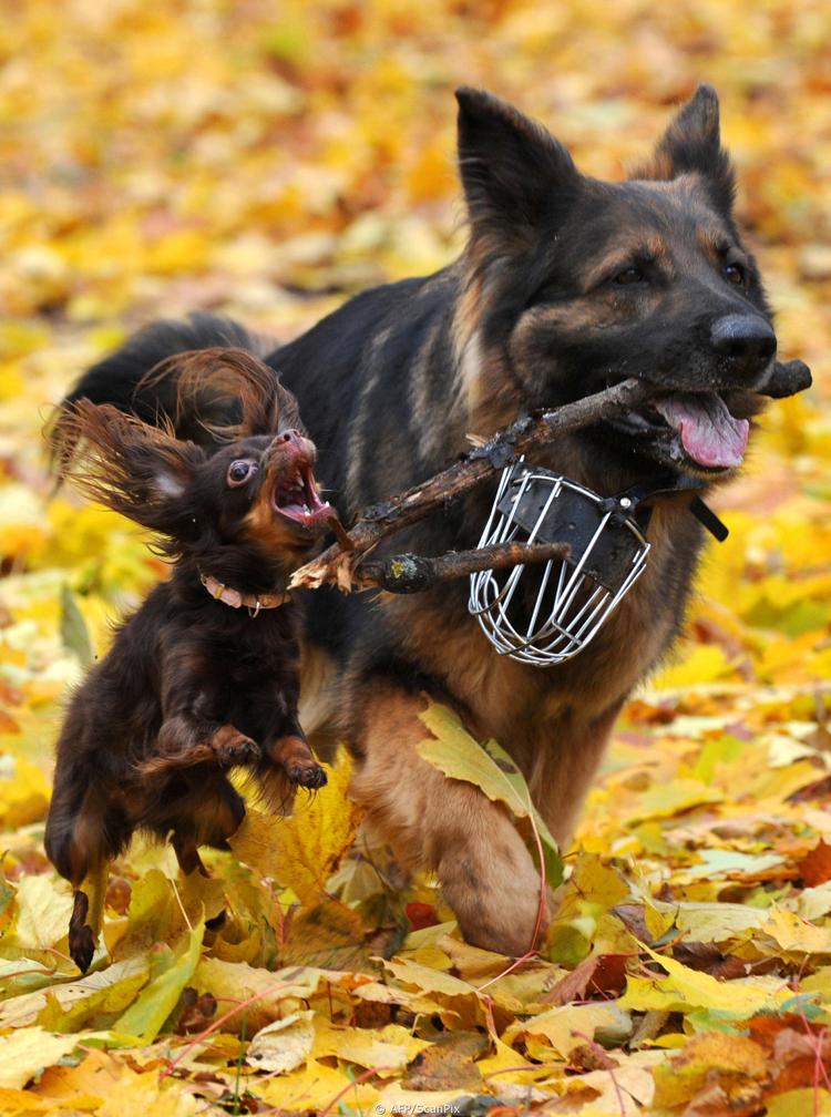 Картинки с надписью кобель, приколы