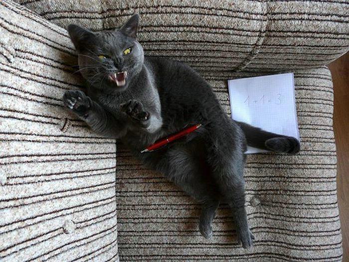 Смешные котики с надписями