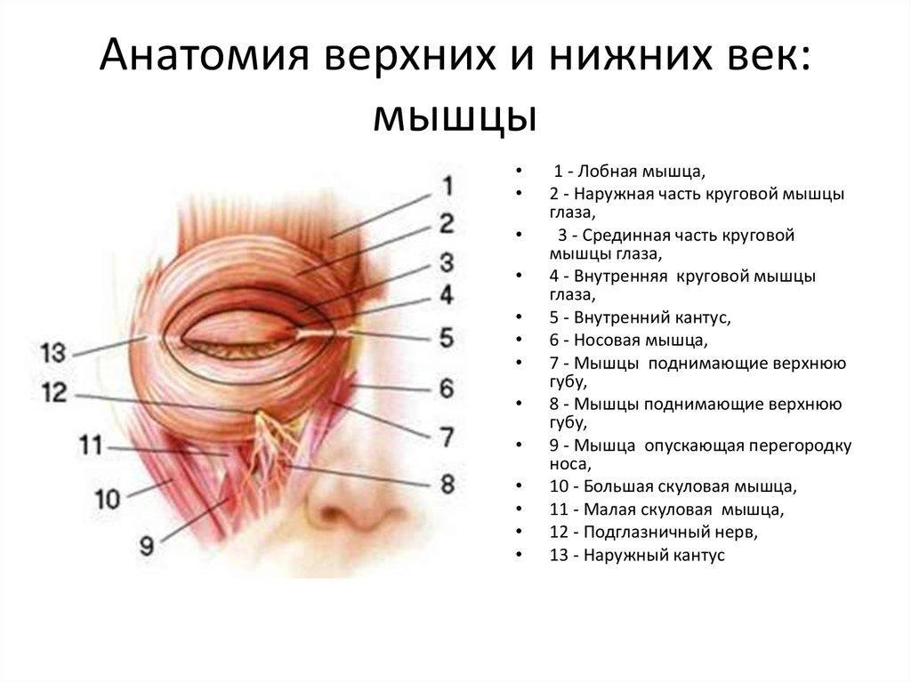 Картинки КАКИЕ НЕРВЫ ИННЕРВИРУЮТ МЫШЦЫ ГЛАЗНОГО ЯБЛОКА