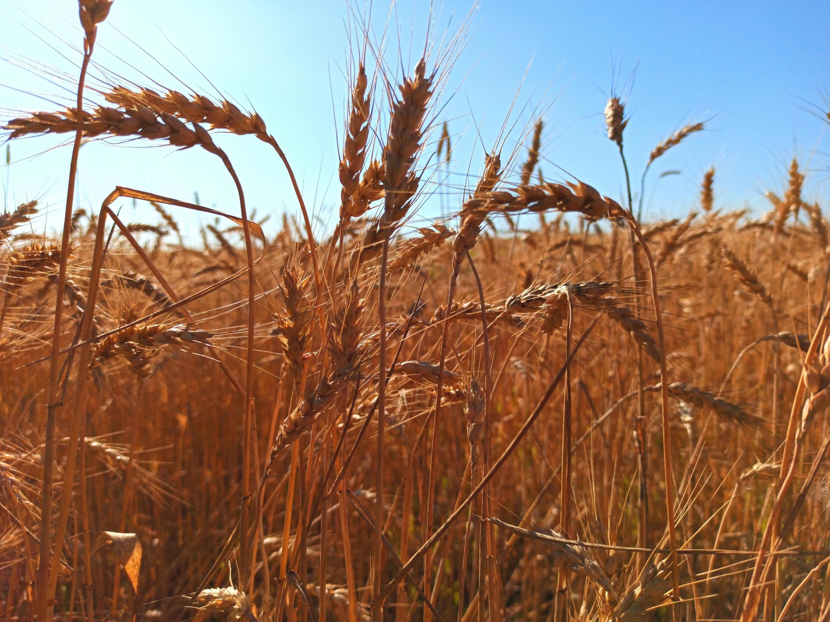 нескошенный луг заплетенная коса. сенокос скошенная трава. нескошенная трава поле. нескошенный луг заплетенная коса. скошенное поле вечер.