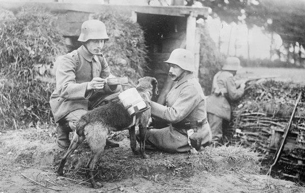 The brave animals that helped turn the tide during WWI Daily Mail Online
