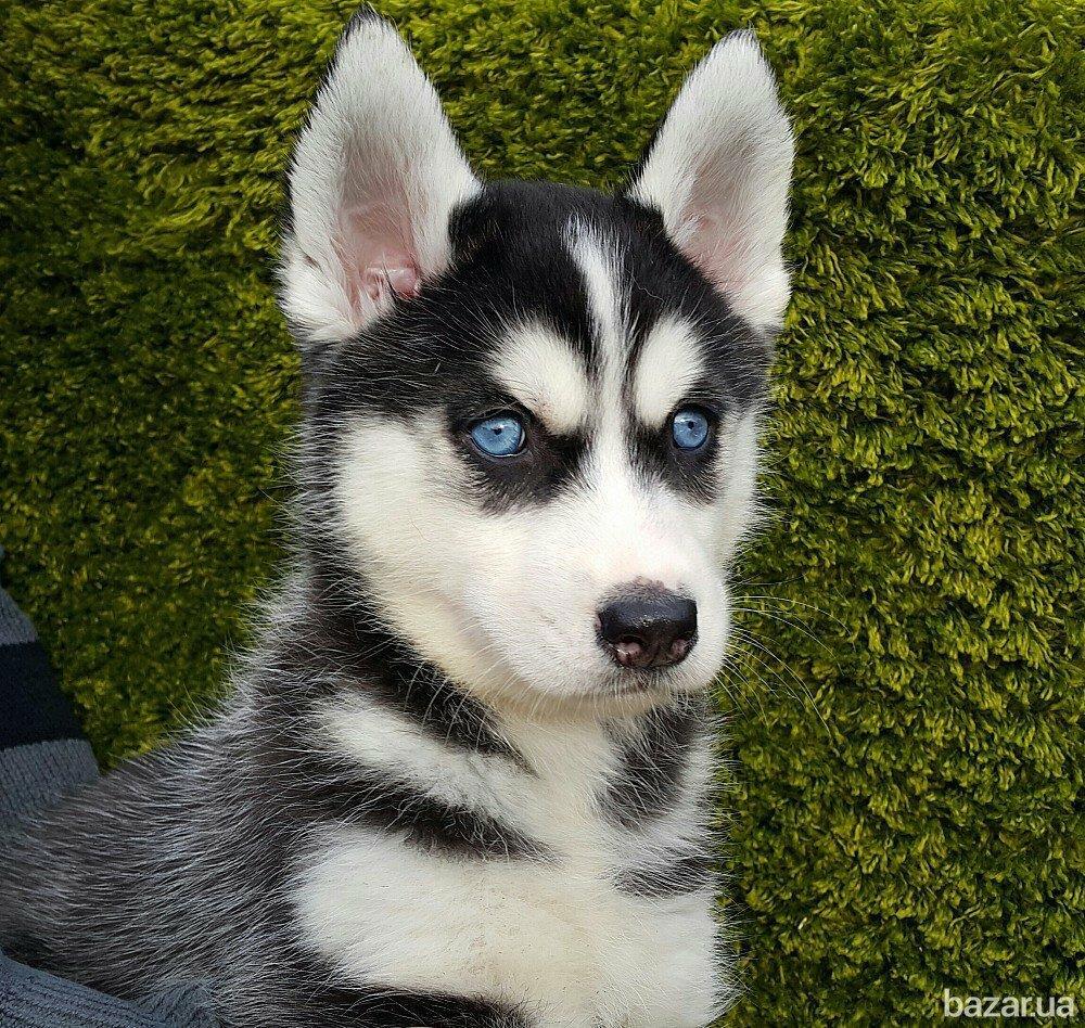 Хаски порода хаски. Хаска собака отзывы. Щенки породы хаски. Хаски морда. Хаска собака отзывы.