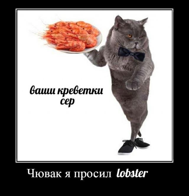 Кот с покупками мем Букет из ложек или антенны из вилок (картинки) / Оберон