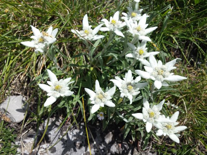 Карпатский эдельвейс