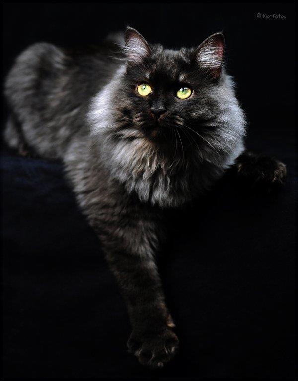 Черная сибирская кошка