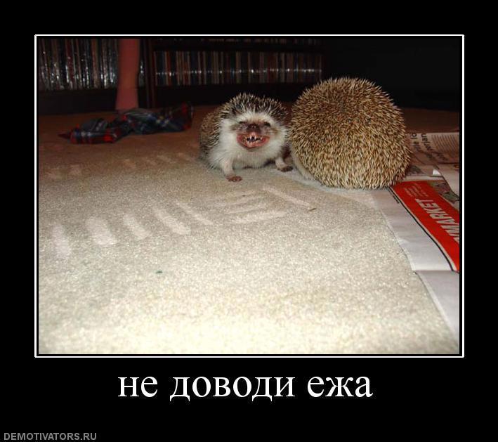 Смешные мемы про ежиков
