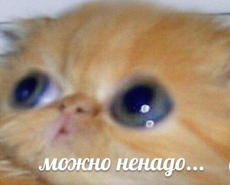 Пожалуйста мем с котом