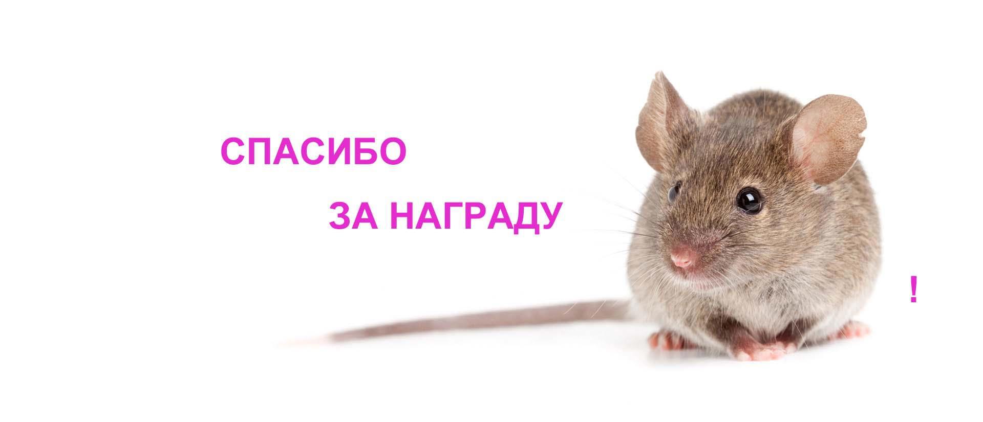 To be a mouse. Мышь полевка белая. Мышь без фона. Мышьонок н Абелом фоне.