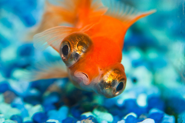 Little Fish by Abstrusa Fisch illustration, Niedliche zeichnungen, Fisch malen